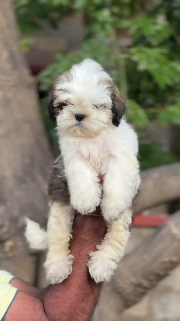 Shih Tzu | Black Color, farm video