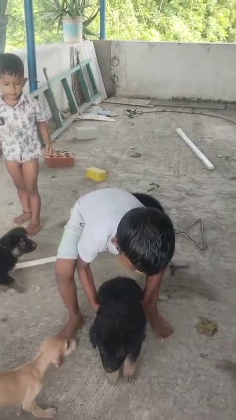 German Shepherd Puppy, farm video