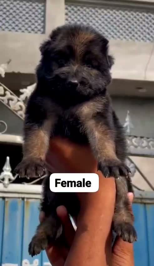 Dachshund Puppy | Brown & Tan, farm video