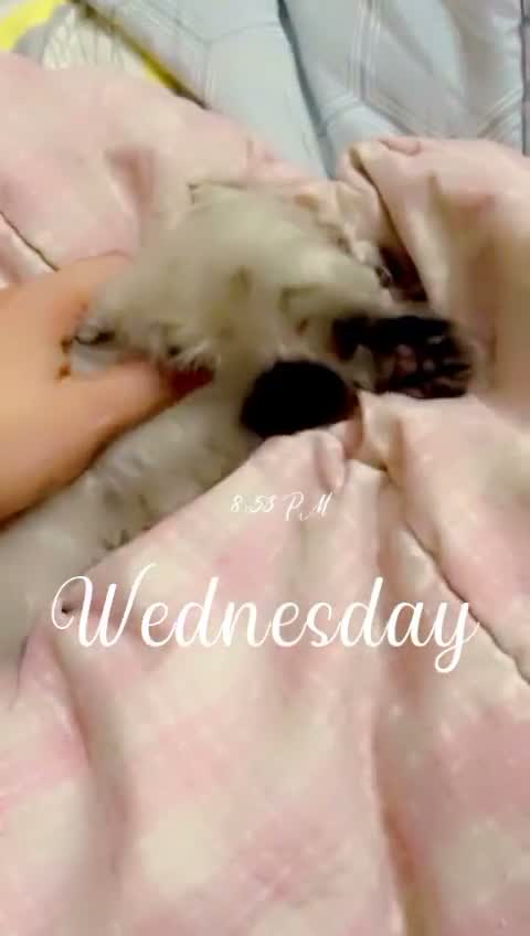 Ragdoll Kitten, farm video