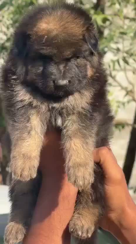 German Shepherd Puppy, farm video