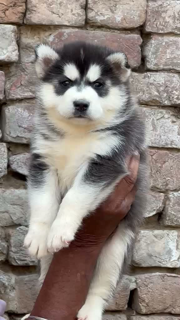 Siberian Husky Puppy | Black & White Color, farm video