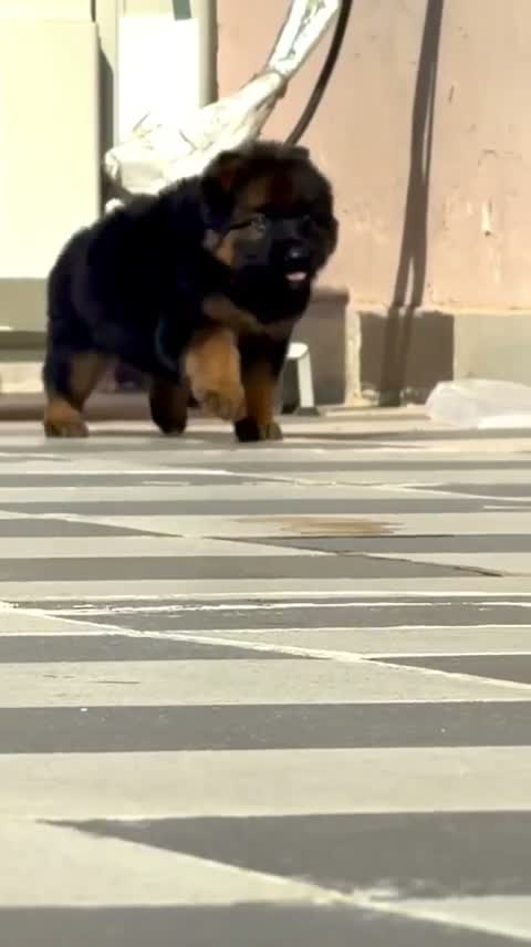 German Shepherd Puppy, farm video