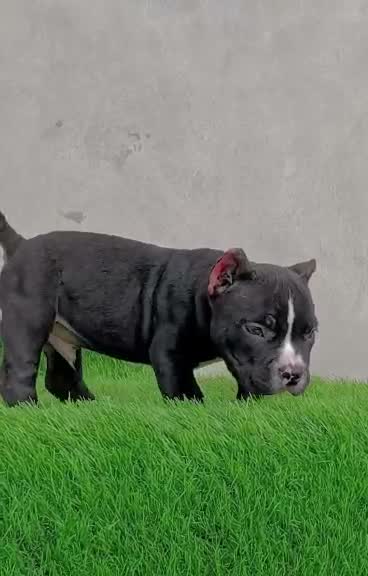 American Bully XXL Size Puppy, farm video