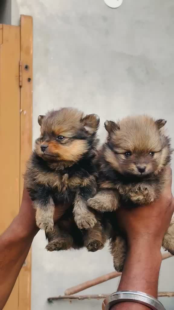 Pomeranian Puppy, farm video