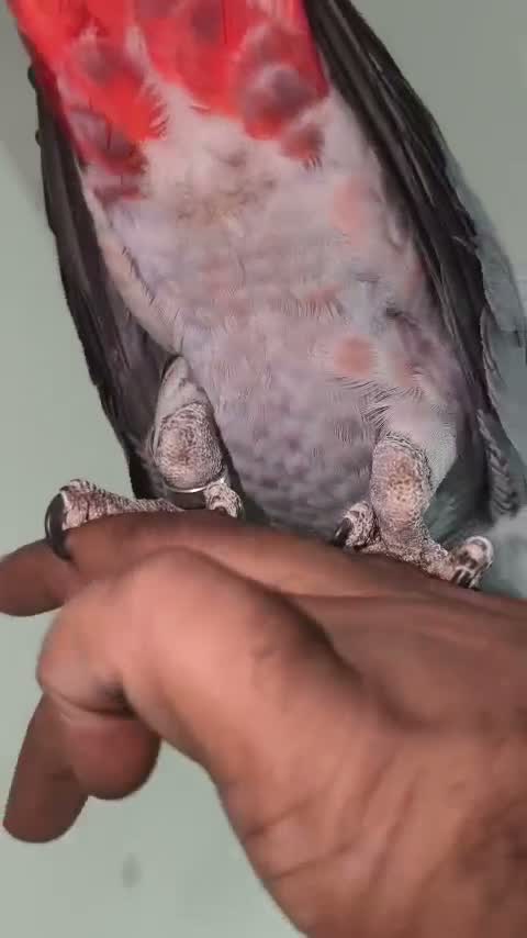 African Grey Parrot, farm video