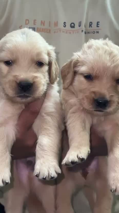Golden Retriever, farm video