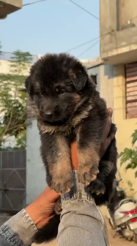 German Shepherd Puppy, farm video