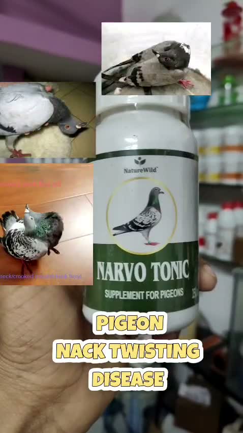 Highflyer Pigeon, farm video