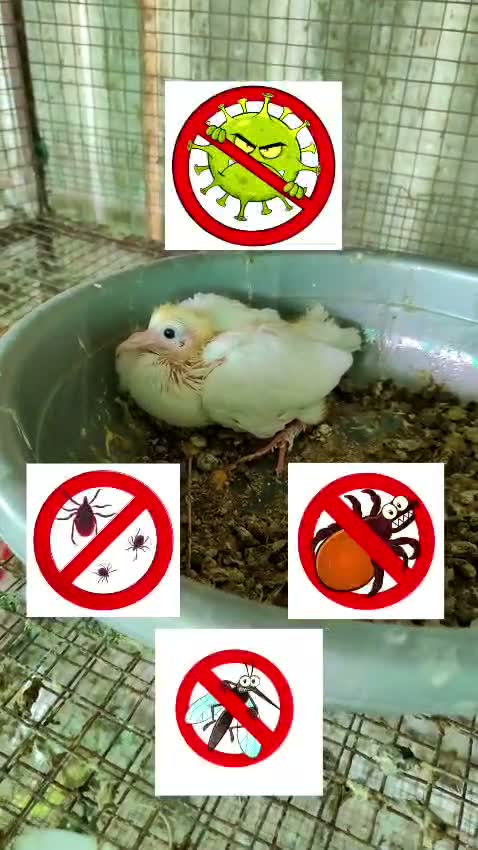 Highflyer Pigeon, farm video