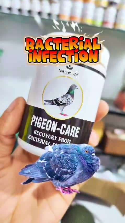 Highflyer Pigeon, farm video