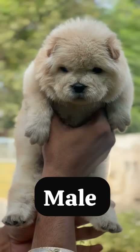 Chow Chow Puppies, farm video