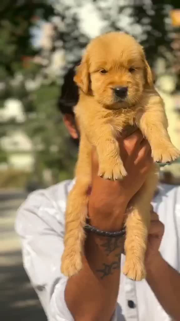 Golden Retriever, farm video