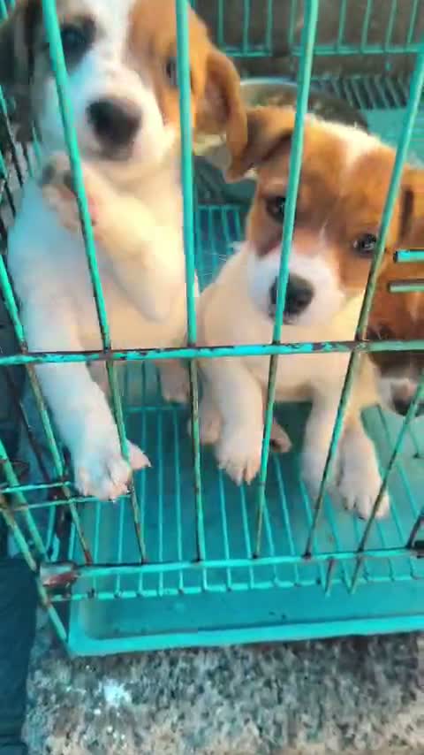Pitbull Terrier Puppy, farm video