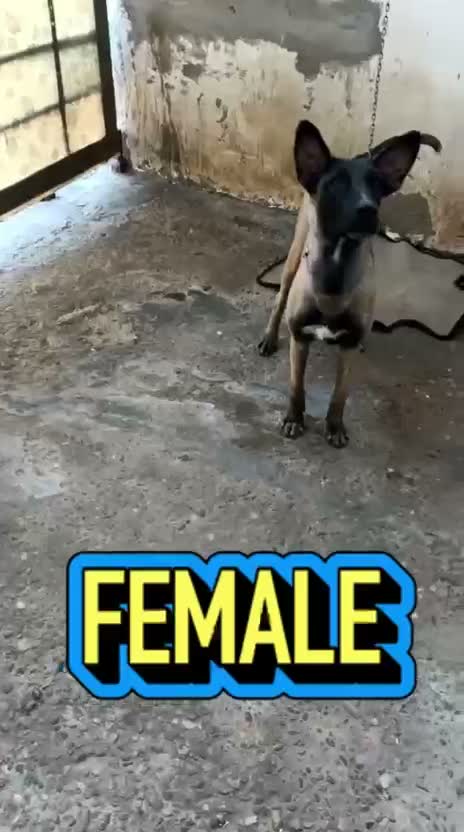 German Shepherd Puppy, farm video