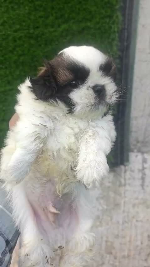 Shih Tzu | Black Color, farm video