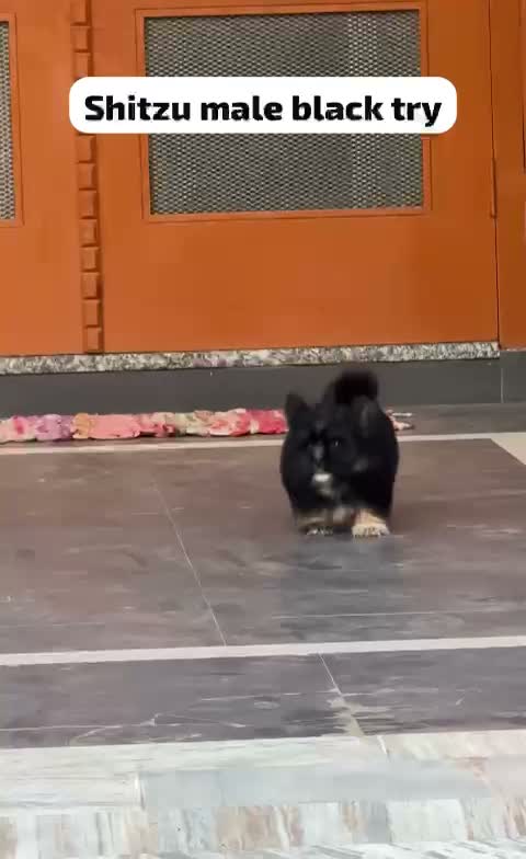 Shih Tzu | Black Color, farm video