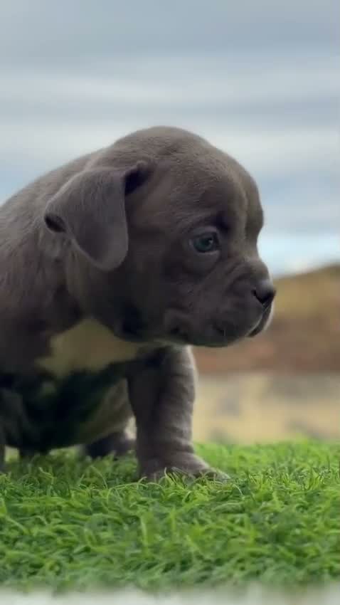 American Bully XXL Size Puppy, farm video