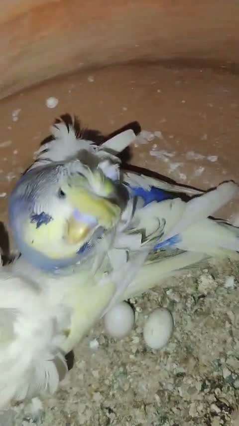 Helicopter Budgies, farm video