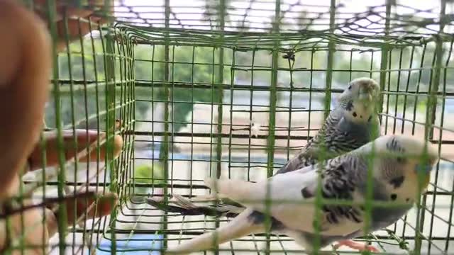 African Love Birds | Lutino, farm video