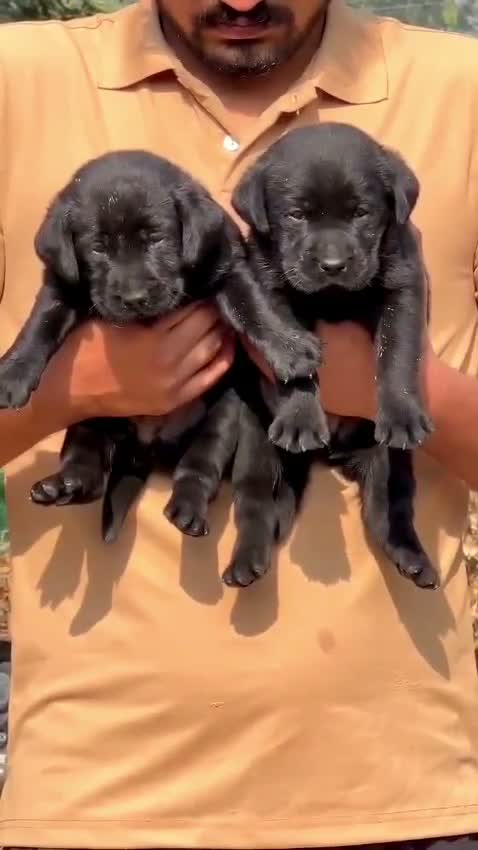 Beagle Black & Tan Puppy, farm video
