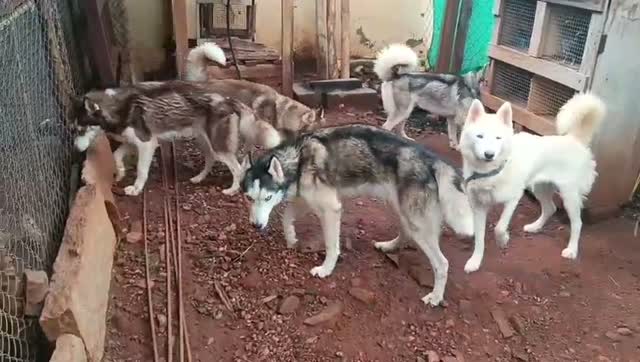 Siberian Husky Puppy | Black & White Color, farm video