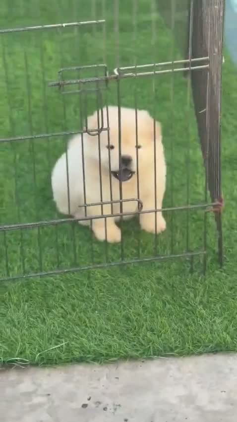 Chow Chow Puppies, farm video