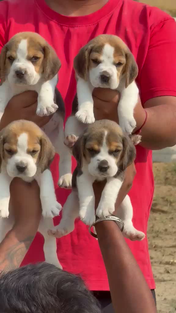 Beagle Black & Tan Puppy, farm video