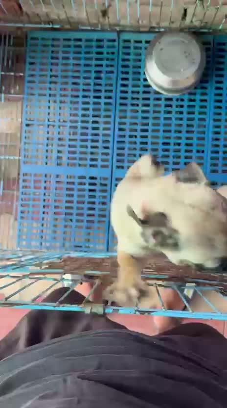 Pug Puppy, farm video
