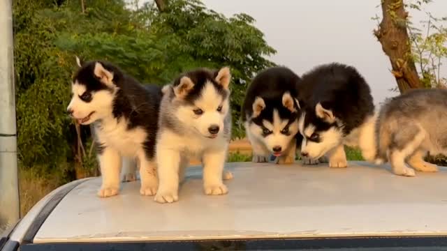 Chow Chow Puppies, farm video
