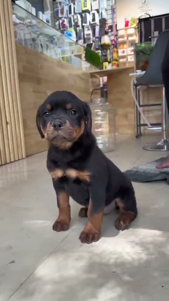 Dachshund Puppy | Brown & Tan, farm video