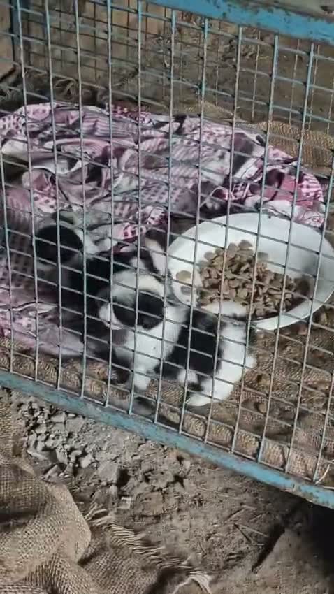 Doberman Pinscher Puppy, farm video