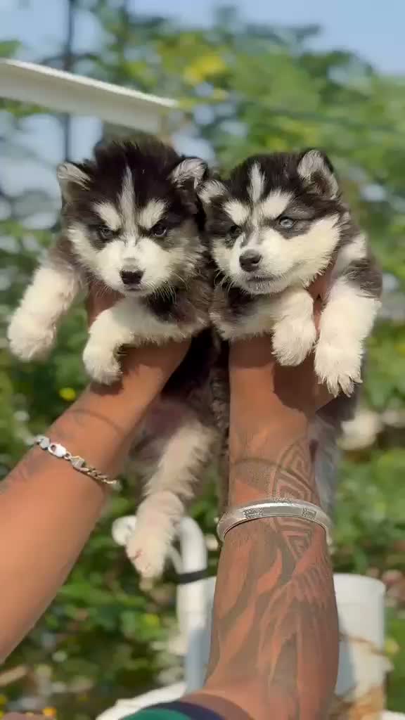 Siberian Husky Puppy | Black & White Color, farm video