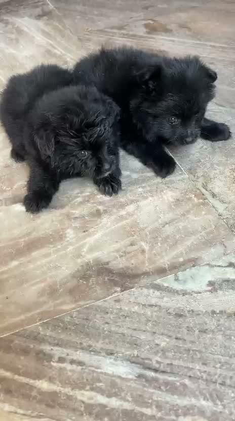 Dachshund Puppy | Brown & Tan, farm video