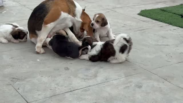 Dachshund Puppy | Brown, farm video