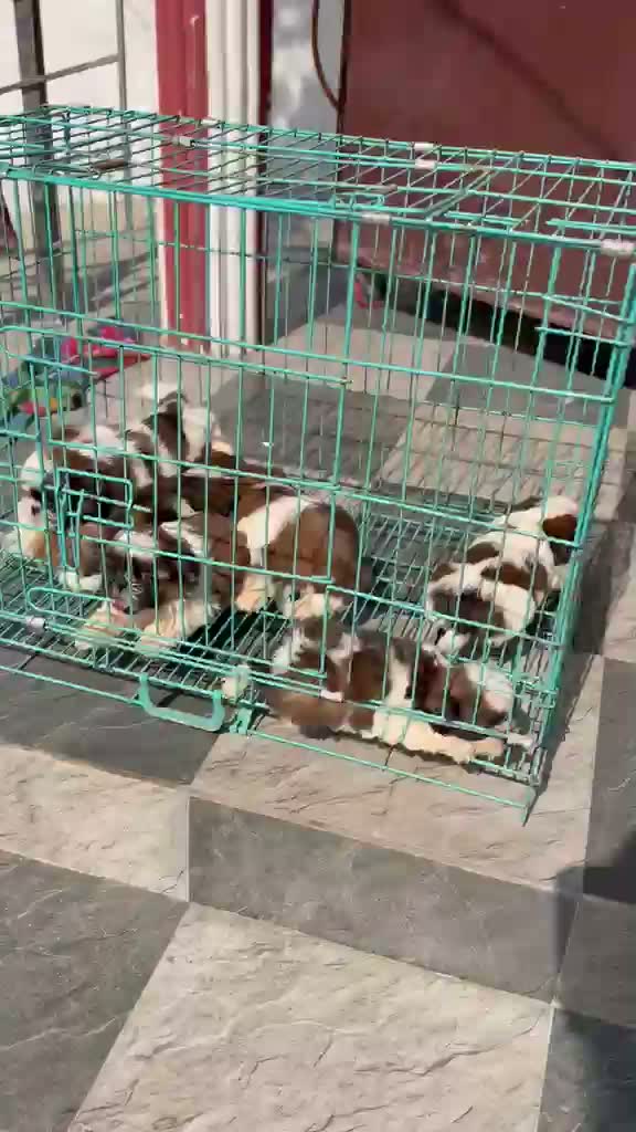 Dachshund Puppy | Brown, farm video