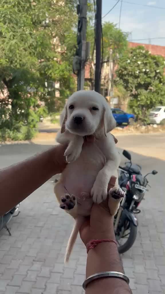 Beagle Black & Tan Puppy, farm video