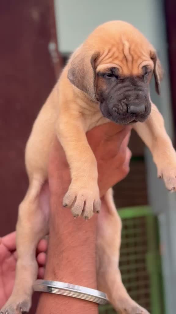 Dachshund Puppy | Brown, farm video