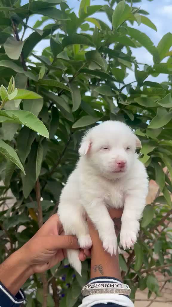 Culture Pom Puppy, farm video