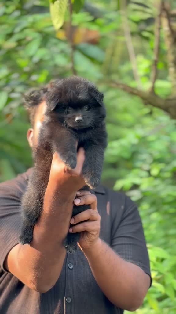 Culture Pom Puppy, farm video
