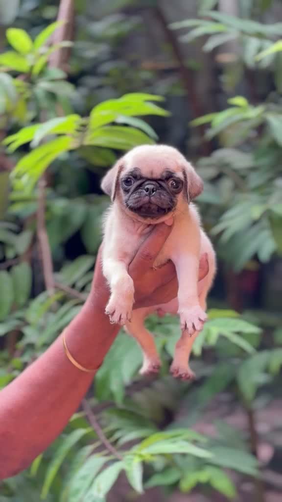 Pug Puppy, farm video