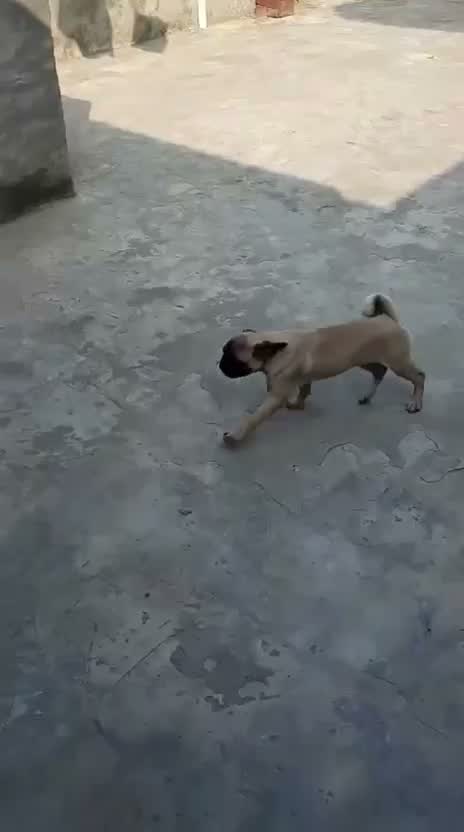 Pug Puppy, farm video