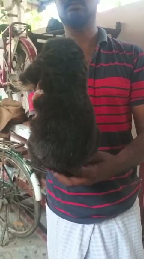 German Shepherd Puppy, farm video