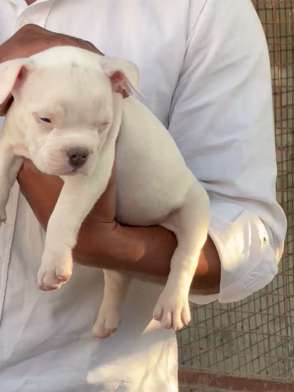 American Bully XXL Size Puppy, farm video