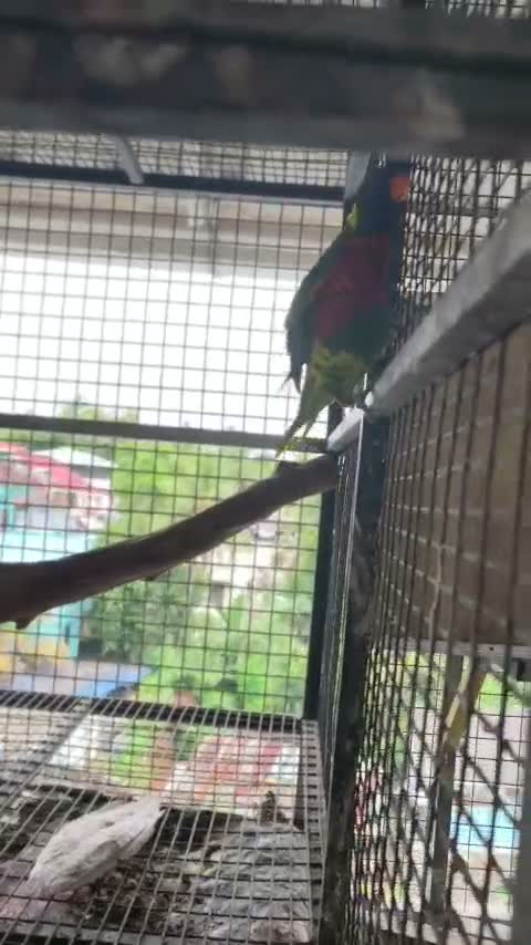 Chattering Lorikeet, farm video