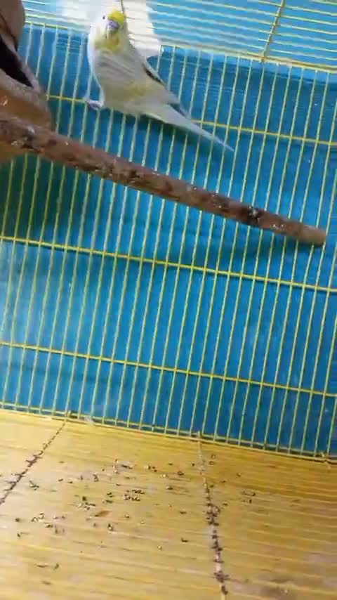 Budgies | Fallow, farm video