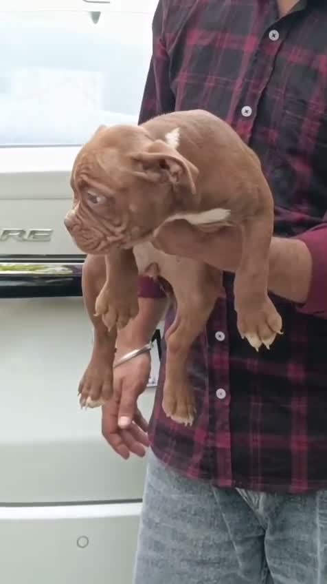 American Bully XXL Size Puppy, farm video