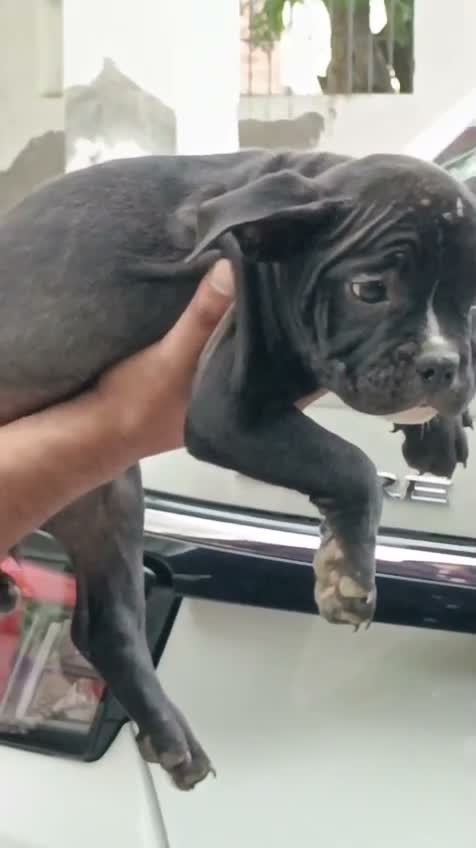 American Bully XXL Size Puppy, farm video