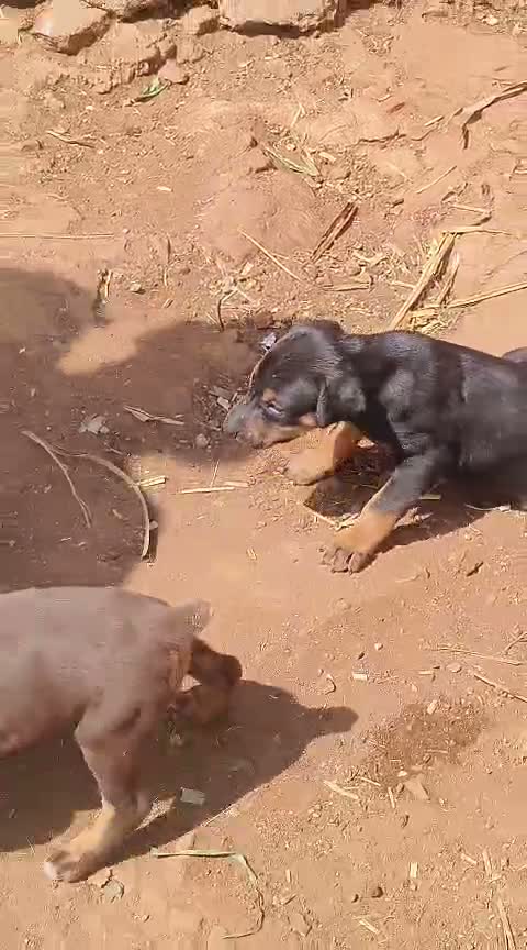 Doberman Pinscher Puppy, farm video