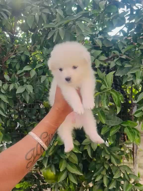 Dachshund Puppy | Brown, farm video